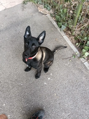 Ciobanesc belgian malinoa 