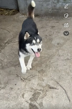 Vand mascul de husky - imagine 4