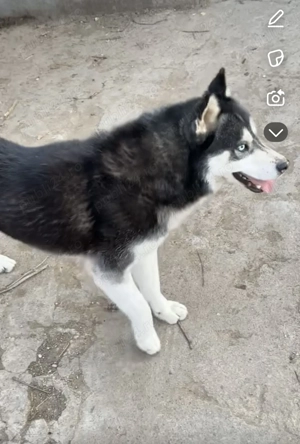 Vand mascul de husky - imagine 5