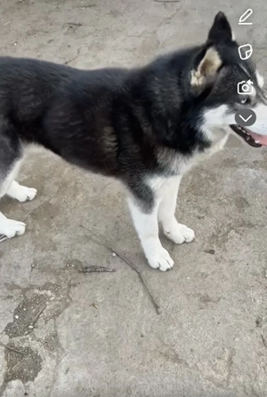 Vand mascul de husky - imagine 2