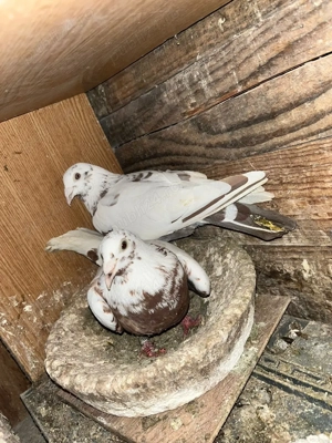 Vand sau schimb - imagine 2