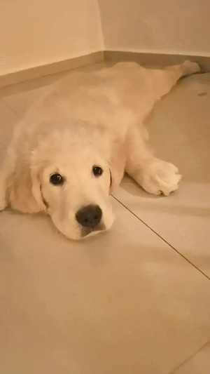 Pui Golden Retriever, mascul 2 luni și jumătate - imagine 3