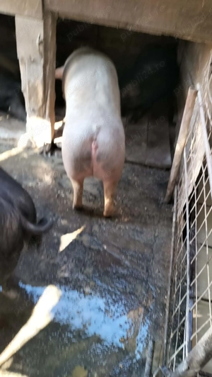 Porci și purcei de vânzare  - imagine 4