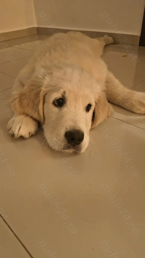 Mascul Golden Retriever, 2 luni și jumătate