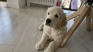 Pui Golden Retriever, mascul 2 luni și jumătate - imagine 2