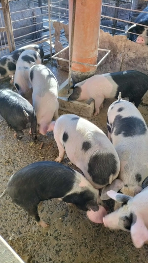 Porci și purcei de vânzare  - imagine 2