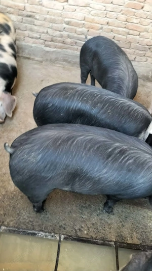 Porci și purcei de vânzare  - imagine 3