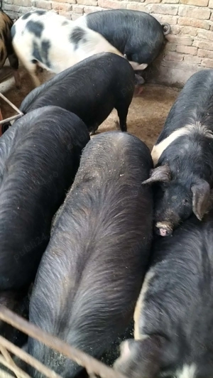 Porci și purcei de vânzare  - imagine 2