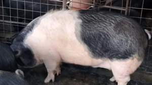 Porci și purcei de vânzare  - imagine 4