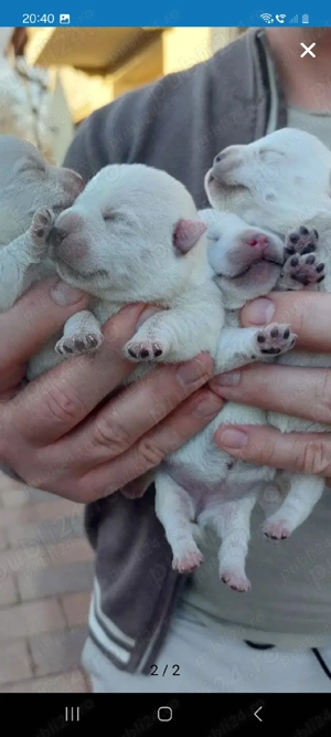 căt i westie rasă pură 2femele și 2băieti - imagine 2