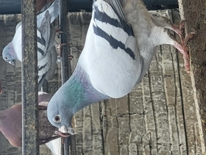 Voiajori toate rasele! - imagine 5