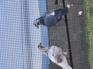 Voiajori toate rasele! - imagine 3