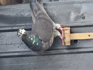 Voiajori toate rasele! - imagine 4