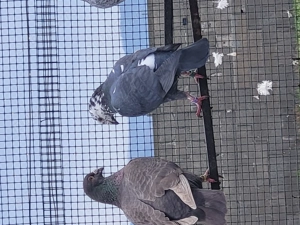 Voiajori toate rasele! - imagine 2