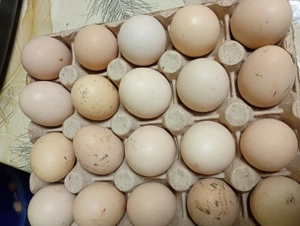 vând oua de ccombatant indian