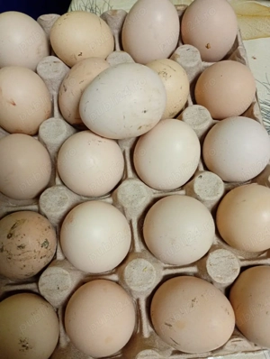 vând oua de ccombatant indian - imagine 3