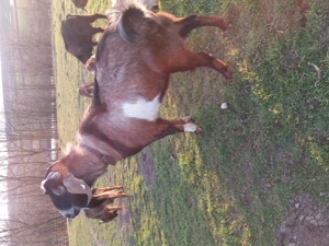 Tap anglonubian - imagine 3