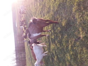 Tap anglonubian - imagine 4