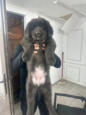 Căței ciobănesc corb originali  - imagine 4