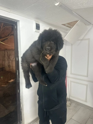 Căței ciobănesc corb originali 