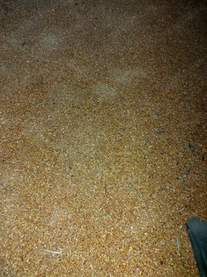 Porumb boabe recolta 2026