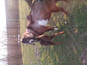 Tap anglonubian - imagine 4