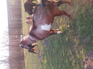 Tap anglonubian - imagine 2