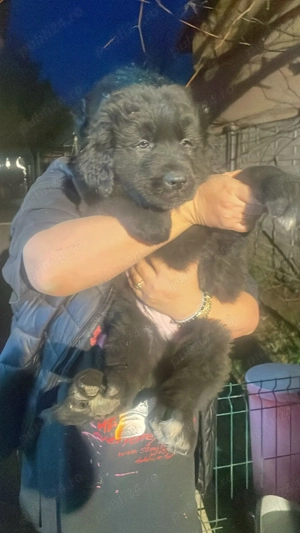 Căței ciobănesc corb originali  - imagine 8