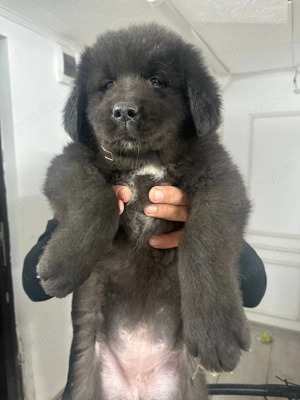 Căței ciobănesc corb originali  - imagine 6