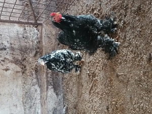 Vind cocoșii rasă Australorp SPLASH și NEGRU.  - imagine 2