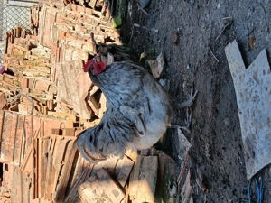 Vind cocoșii rasă Australorp SPLASH și NEGRU. 