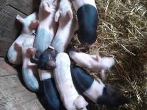 Scroafă alba cu purcei  - imagine 3