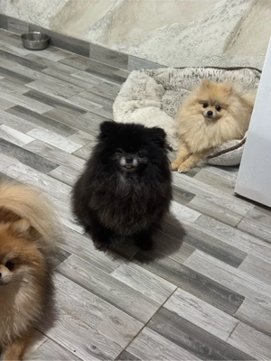 schimb pomeranian  - imagine 2