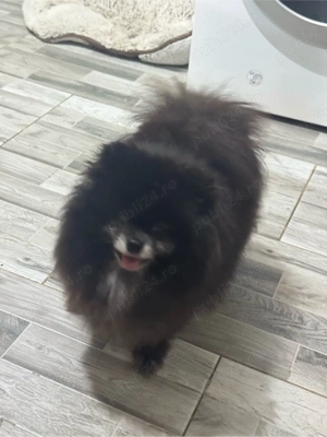 schimb pomeranian  - imagine 3