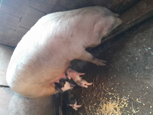 Scroafă alba cu purcei  - imagine 2