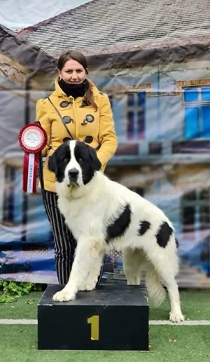 ciobanesc de bucovina 