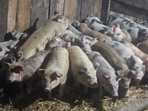 vând 21 purcei de 13 săptămâni rasa de calitate Duroc x petran  - imagine 5