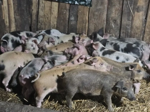 vând 21 purcei de 13 săptămâni rasa de calitate Duroc x petran  - imagine 3