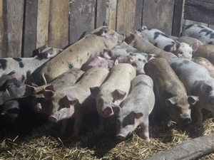 vând 21 purcei de 13 săptămâni rasa de calitate Duroc x petran  - imagine 4