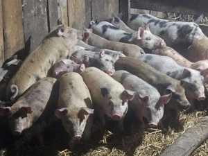 vând 21 purcei de 13 săptămâni rasa de calitate Duroc x petran 