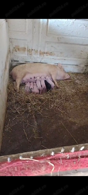 Scroafa cu 7 purceii de vanzare