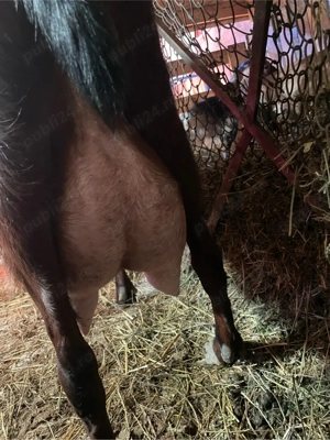 iedute anglo nubiene  - imagine 5