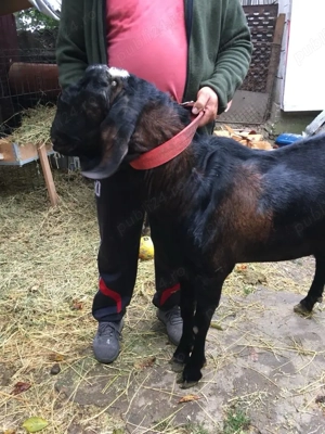 iedute anglo nubiene  - imagine 4