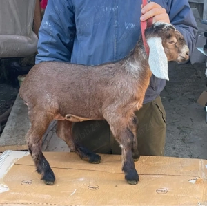 iedute anglo nubiene 