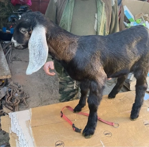 iedute anglo nubiene  - imagine 2