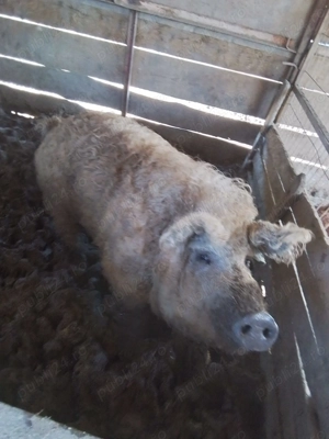 Porci Mangalita rasa pura, scroafa, vier, purcelusi - imagine 3