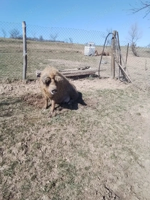 Porci Mangalita rasa pura, scroafa, vier, purcelusi - imagine 4