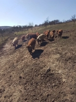 Porci Mangalita rasa pura, scroafa, vier, purcelusi - imagine 2