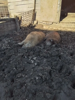 Porci Mangalita rasa pura, scroafa, vier, purcelusi - imagine 5