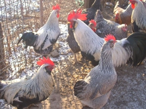 Oua de gainii din rasa Italiana argintie pentru incubat . - imagine 2